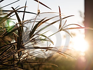 Benjoin Leaves Growing behind The Sun Light