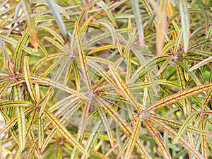 The Benjoin Leaves Growing