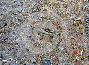Bennett's Sharpnose Pufferfish - Canthigaster bennetti