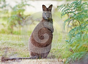Bennett`s wallaby - Macropus rufogriseus, also red-necked wallaby, medium-sized macropod marsupial, common in eastern Australia,