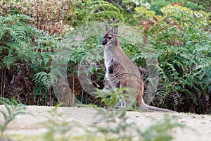 BennettÂ´s wallaby - Macropus rufogriseus, also red-necked wallaby, medium-sized macropod marsupial, common in eastern Australia,