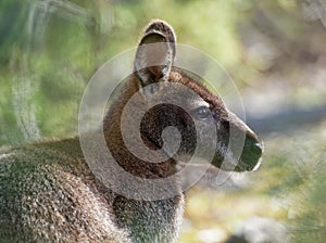 BennettÂ´s wallaby - Macropus rufogriseus, also red-necked wallaby, medium-sized macropod marsupial, common in eastern Australia,