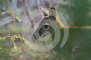 BennettÂ´s wallaby - Macropus rufogriseus, also red-necked wallaby, medium-sized macropod marsupial, common in eastern Australia,