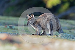 BennettÂ´s wallaby - Macropus rufogriseus, also red-necked wallaby, medium-sized macropod marsupial, common in eastern Australia,