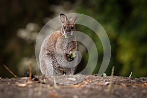 Bennett`s wallaby - Macropus rufogriseus, also red-necked wallaby, medium-sized macropod marsupial, common in eastern Australia,