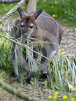 Bennett`s wallaby Macropus rufogriseus sitting in a meadow
