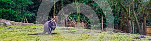 Bennett`s wallaby standing on a grass hill, portrait of a kangaroo from Australia