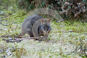 Bennett's Wallaby, Tasmania