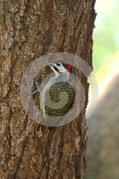 Bennett's Woodpecker in tree