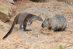 Bennett wallaby and common wombat