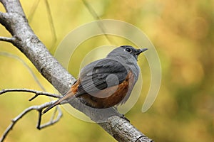 Benson`s rock thrush at Isalo National Park