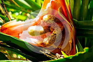 Benstonea kurzii (pandan sili, Srengseng, Pandanus caricosus, Pandanus kurzii). photo