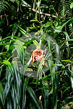 Benstonea kurzii (pandan sili, Srengseng, Pandanus caricosus, Pandanus kurzii). photo