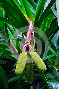 Benstonea kurzii (pandan sili, Srengseng, Pandanus caricosus, Pandanus kurzii). photo