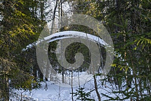 A Bent Tree in a Snowy Forest
