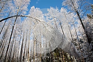 Bent Birch tree snow wrapped