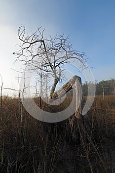 Bent Cypress Tree in Everglades National Park.