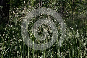 A bent dance in the early summer morning