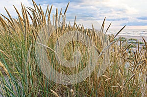 Bent at the dunes of the Baltic Sea