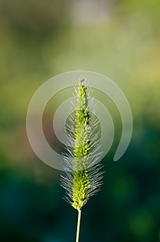 Bent grass