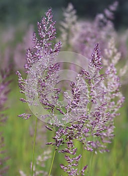 Bent grass also known as bentgrass or colonial bent or Agrostis capillaris in the filed close - up view