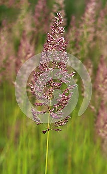 Bent grass also known as bentgrass or colonial bent or Agrostis capillaris in the filed close - up view