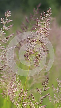 Bent grass also known as bentgrass or colonial bent or Agrostis capillaris in the filed close - up view photo