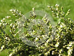 Bent grass background