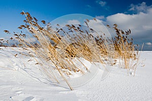 Bent grass on the seaside