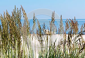 Bent grass on the shore of the Baltic Sea with white boat