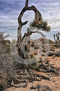 Bent Joshua Tree in the Desert
