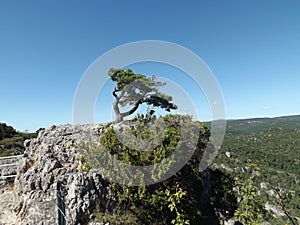A bent, lonely tree on a rock