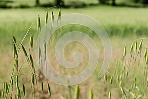 bent over stem of grass seed in foreground with bokeh background in Italian rural landscape