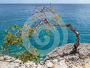 Bent over Windswept Tree - Curacao Views