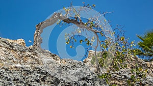 Bent over Windswept Tree - Curacao Views