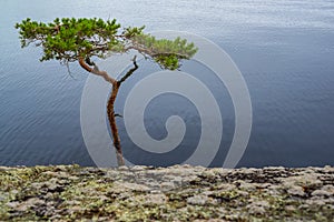 Bent pine tree