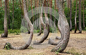 Bent pine trees in Crooked Forest Krzywy Las near Gryfino, Poland photo