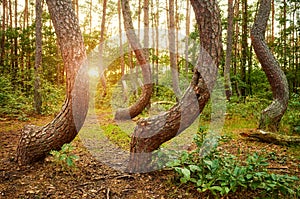 Bent pine trees in Crooked Forest at sunset, Poland