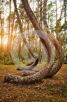 Bent pine trees in Crooked Forest at sunset, Poland