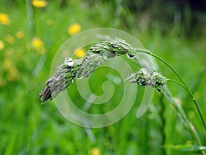 Bent plant in morning dew