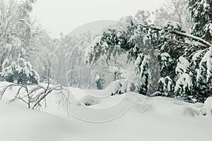 Bent spruce in the forest in winter, natural winter landscape background, a lot of snow