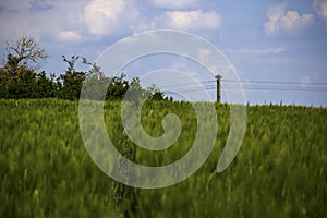 bent straws in the cornfield, in the middle of a fresh lane in the cornfield