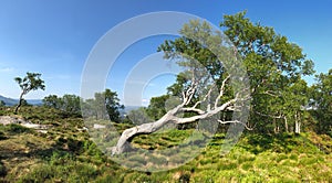 Bent tree