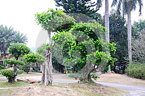 The bent tree