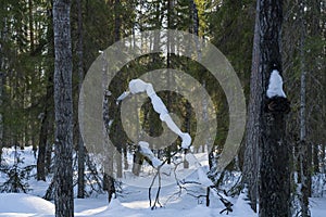 A Bent Tree in a Snowy Forest