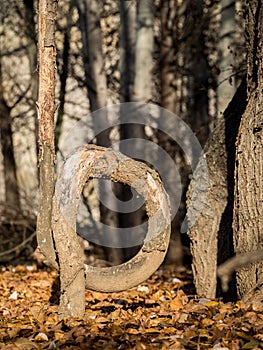 Bent tree in the forest in autumn