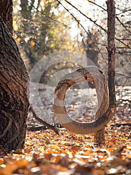 Bent tree in the forest in autumn