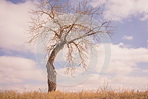 Bent Tree in the Grassland