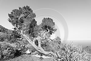 Bent tree in highlands of El Hierro photo