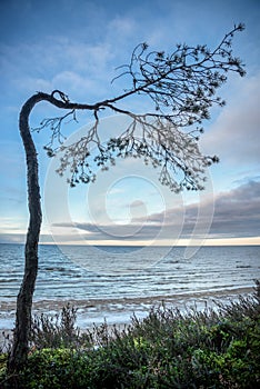 Bent tree near the see